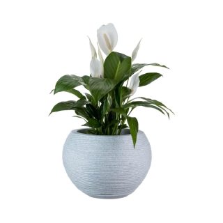 Maceta Florencia Sisal 27 x 24 cm C/Cemento Floridis